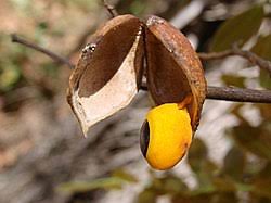 Image result for Copaifera baumiana