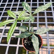 Image result for Pachira glabra