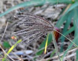 Image result for Chloris mossambicensis