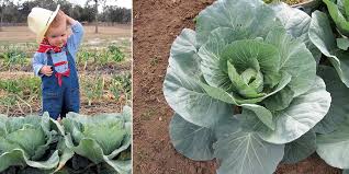 Chinese cabbage will keep in the vegetable compartment of the refrigerator for about 4 weeks. Kidsgardening Archives Page 2 Of 7 Kidsgardening