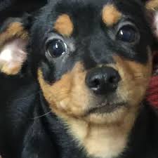 Black akc lab puppy available, call or text 919 606 3062, wilson, nc more. Puppies From Canton Rescue Of 140 Dogs Ready For Adoption Event In Waynesville Wlos