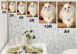 Maybe you would like to learn more about one of these? Cetak Foto Ukuran 4r 5r 10r A4 Lazada Indonesia