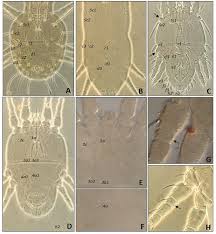 Flat mites (Tenuipalpidae) from Bahia state, Northeastern Brazil - a  checklist including new records and an illustrated key to species |  Nascimento, Renata S. | Acarologia