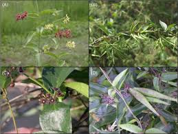 Image result for Vincetoxicum monticola