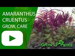 Image result for Amaranthus cruentus