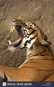 Bengal Tiger With Its Mouth Wide Open Snarling Stock Photo Tiger Photography Bengal Tiger Animals