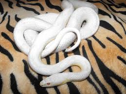 When did organ music become associated with baseball? This Is A Motley Snow Corn Snake Can T Wait To Get My Own Corn Snake Blizzard Corn Snake Beautiful Snakes