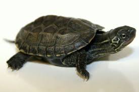 10 Types Of Turtles You Can Have As Pets Types Of Turtles Turtle Types Of Pet Turtles