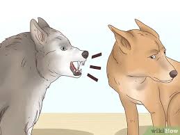 Some people say that if you dock a dog's tail at a very early age, i.e. How To Take Care Of A Docked Tail 8 Steps With Pictures