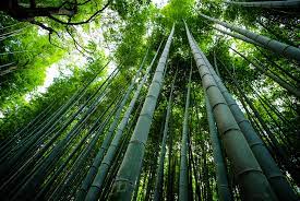 Bamboo (countable and uncountable, plural bamboos). North America Should Be Growing Huge Swaths Of Bamboo Here S Why Greenbiz
