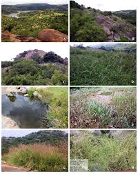 Image result for Enteropogon monostachyos