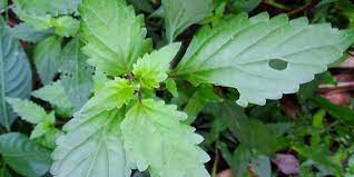 Pokok pecah beling atau nama saintifiknya strobilanthes crispus berasal dari wilayah madagascar hingga ke indonesia. 16 Manfaat Daun Kumis Kucing Dan Daun Keji Beling Atau Pecah Beling Untuk Kesehatan Diadona Id