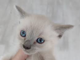 Antalya Yavru Kedi