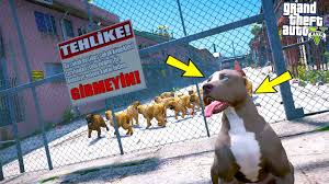 Sahipleri Yavru Pitbull A Dovus Egitimi Veriyor Gta 5 Youtube