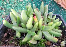 Image result for Hereroa