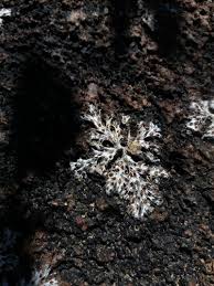 Image result for Leiothylax