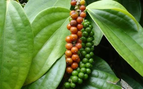 Vietnam Black Pepper | Vinh