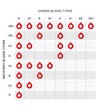 Blood Chart Sada Margarethaydon Com