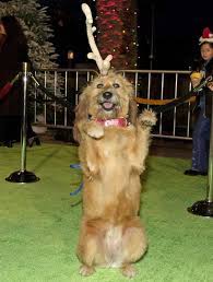 Maybe you would like to learn more about one of these? Kelly The Dog Arrives At The Premiere Of How The Grinch Stole Christmas On November 8 2000 Fotod