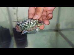  71 Ide Ds Louhan Di 2021 Ikan Cichlids Ikan Tropis