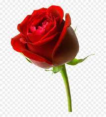Check spelling or type a new query. Gambar Bunga Mawar Merah Besar Red Rose Hd 3d Free Transparent Png Clipart Images Download