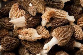 How to grow mushrooms in florida. Growing Mushrooms For Fun And Profit Edible Northeast Florida