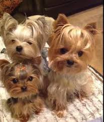Oh My Lord Super Adorable I Would Trade In My Kids For This Lol Jk Yorkshireterrier Yorkie Puppy Yorkshire Terrier Puppies Yorkshire Terrier