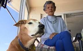 Australian Dog Rescues Owner With Alzheimer S From Drowning Rescue Dogs Dogs Dogs With Jobs