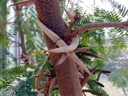 Image result for Acacia cornigera