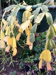 Watering once per week if placed on a sunny spot. Variegated Zygo Boarder Plants Variegated Plants Christmas Cactus Plant