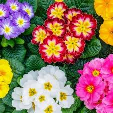 Image result for Primula capitata
