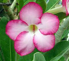 Pin On Adenium