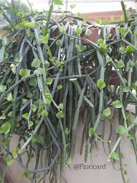 Image result for Cissus quadrangularis