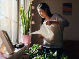 Unique indoor plants that prefer to be grown in a low light area, prayer plants are super fun to grow! How To Keep Your Indoor Plants Alive