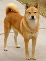 16 Best Asian Dog Breeds (Most Popular & Iconic Dogs of Asia)