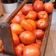 Amish paste eignet sich sehr gut für bruschetta, sugo und suppe: Amish Paste Tomato Localharvest