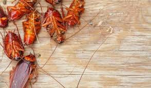 Is there anyway to get rid of cockroaches? How To Get Rid Of Roaches In Your Home Naturally 12 Unique Ways