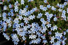 Fall and spring plantings give best results if containerized plants are used. Lithodora Crystal Blue Terra Nova Nurseries Inc