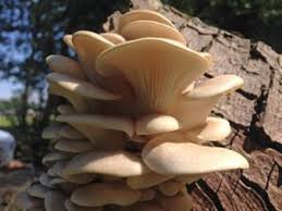 I've found them in grey, white, dusky pink and tan but the main identifier is that the gills are always white or cream coloured. White Oyster Mushrooms Pleurotus Pulmonarius Youtube