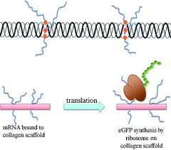 Maybe you would like to learn more about one of these? A Recombinant Collagen Mrna Platform For Controllable Protein Synthesis Sun 2015 Chembiochem Wiley Online Library