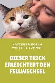 fellwechsel bei katzen dieser trick macht ihn stressfrei fur dein tier katzen katzen infos katzenpflege
