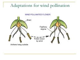 50 Best Pollination images images | Image, 5th grades, Science lessons