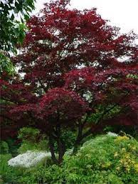 Purple Japanese Maple Japanese Maple Tree Japanese Red Maple Japanese Maple