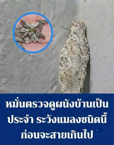 หมั่นตรวจดูผนังบ้านเป็นประจำ ระวังแมลงชนิดนี้ก่อนจะสายเกินไป......ดู เพิ่มเติม!!