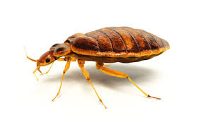 Call bug commander pest control today to schedule your appointment today! Braman Termite Pest Elimination Pest Control Since 1890