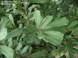 Image result for Ficus craterostoma