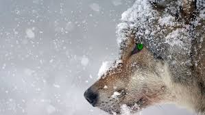 We did not find results for: 2 000 Free Wolf Pictures Images Hd