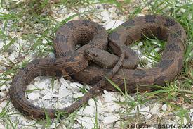 Georgia is generally covered in the ohio basin, which means it is a hotspot for cottonmouth snakes. Nerodia Taxispilota The Reptile Database