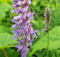 Does your flower resemble this? File Delicate Climbing Vine With Long Bunches Of Purple Flowers 27225196163 Jpg Wikimedia Commons