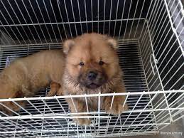 We are a leading uk pet grooming and sales service. Healthy Chow Chow Puppies For Sale Pets For Sale In Kuala Lumpur Sheryna Com My Mobile 692079